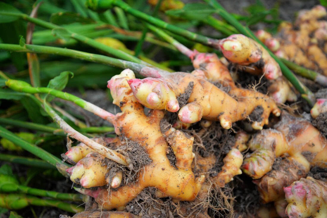 Ginger Combination Helps Ease Symptoms of Osteoarthritis Mother Earth